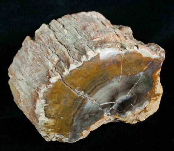 Petrified Wood Limb Slice - Madagascar #4353